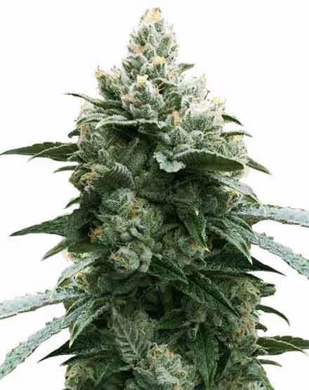 Bruce Banner van MSNL Seeds