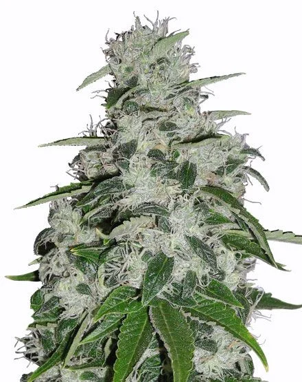 Blueberry van MSNL Seeds