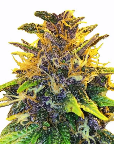 Purple Power van MSNL Seeds