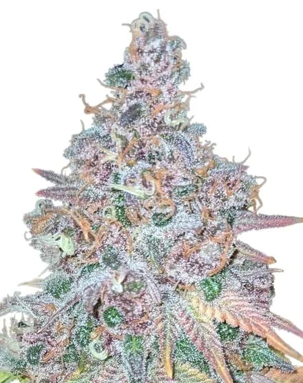Purple Haze van MSNL Seeds