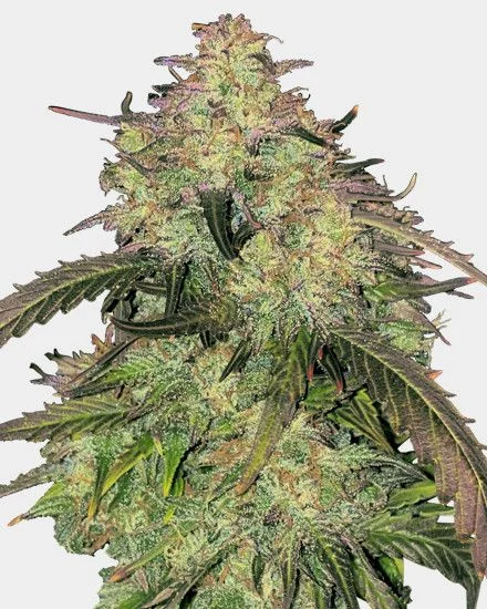 Humboldt van MSNL Seeds