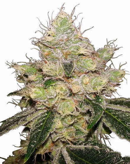 Caramelicious van MSNL Seeds