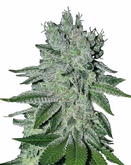 Great White Shark van MSNL Seeds