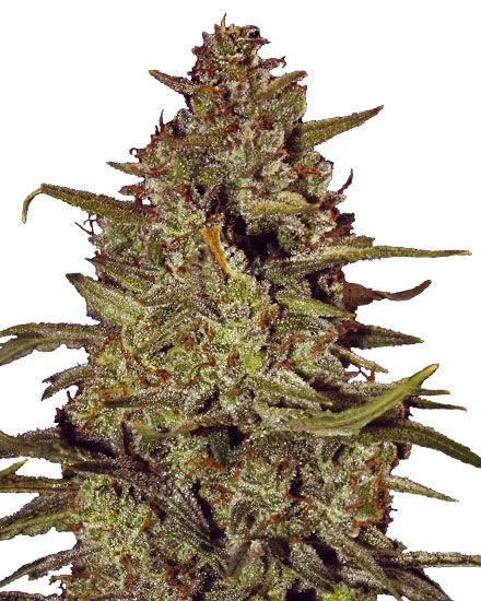 White Truffle van MSNL Seeds