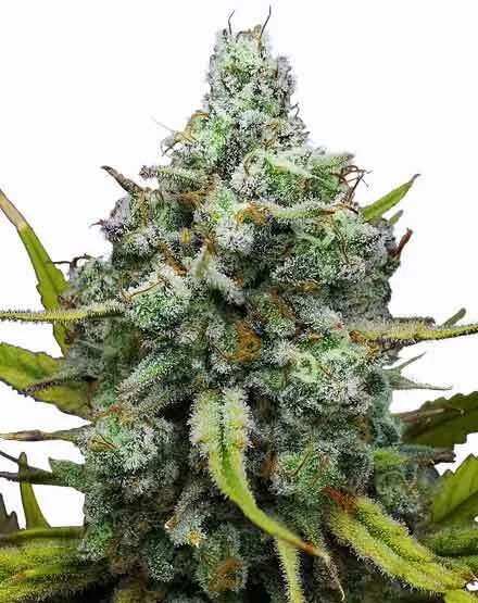 London Pound Cake van MSNL Seeds