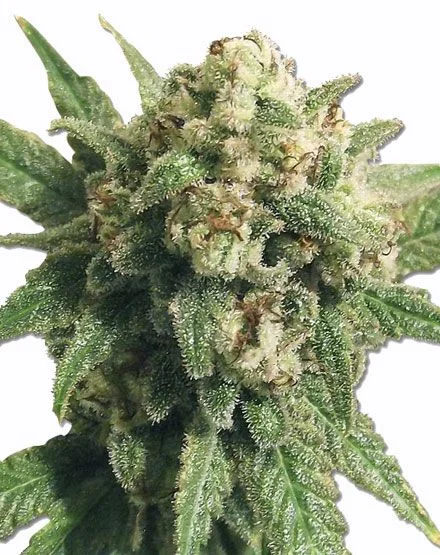 White Cheese van MSNL Seeds