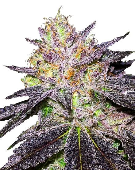 Wedding Cake van MSNL Seeds