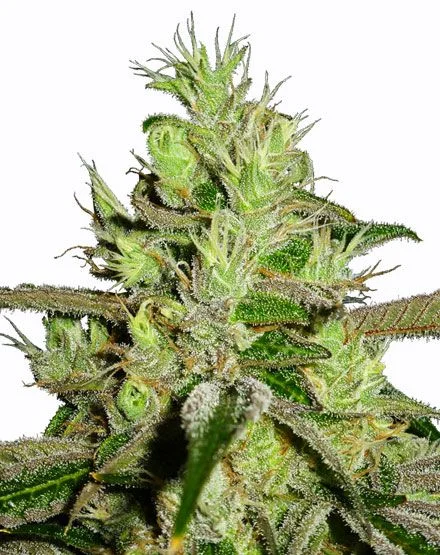 Lemon Skunk van MSNL Seeds