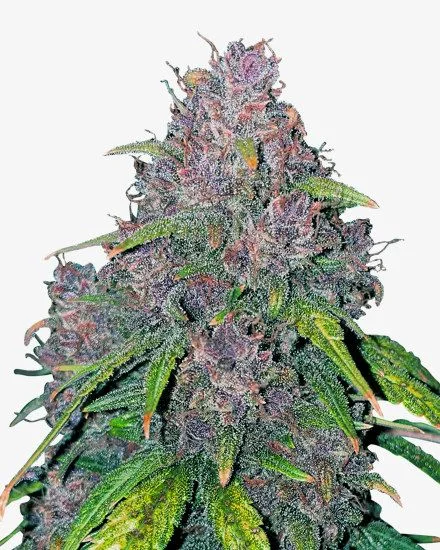 Purple Punch van MSNL Seeds