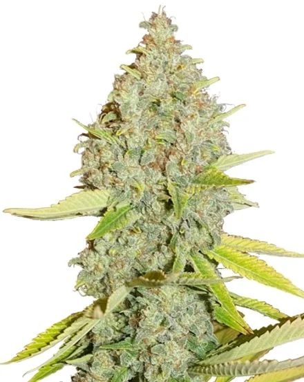 Durban Poison van MSNL Seeds