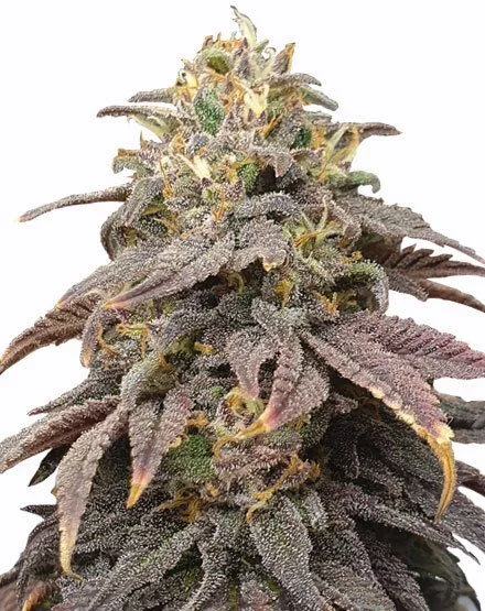 Forbidden Fruit van MSNL Seeds
