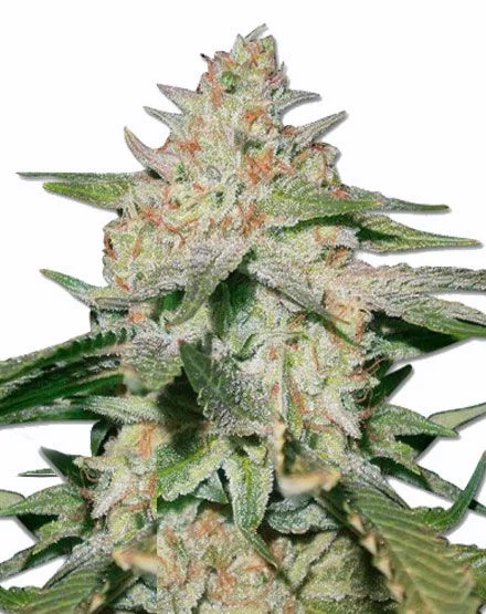 White Ruski van MSNL Seeds