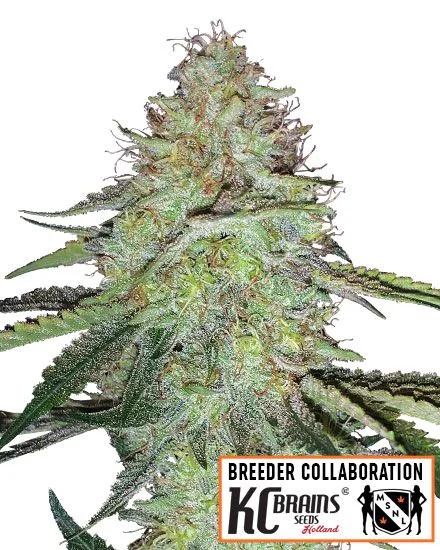 Candy Damage van MSNL Seeds