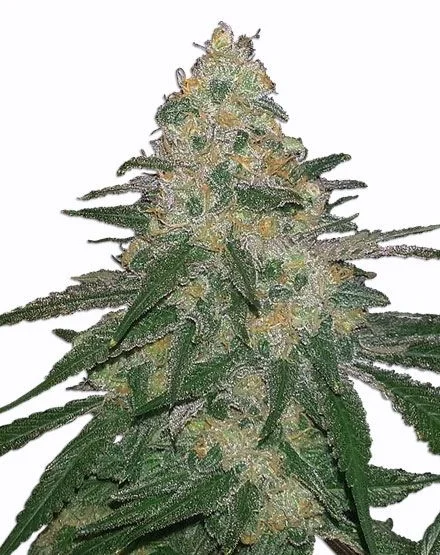 Cannatonic van MSNL Seeds