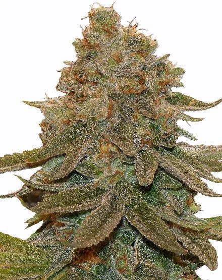 Cali Kush van MSNL Seeds