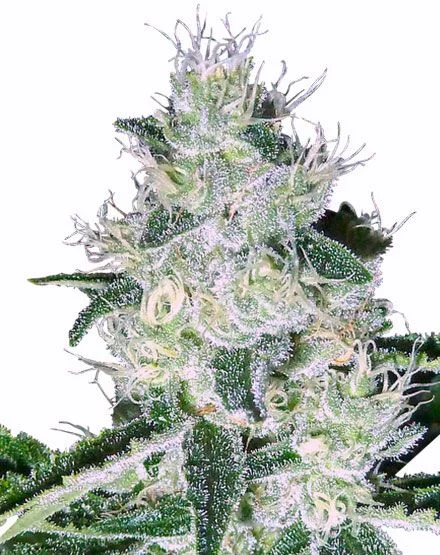 White Widow van MSNL Seeds