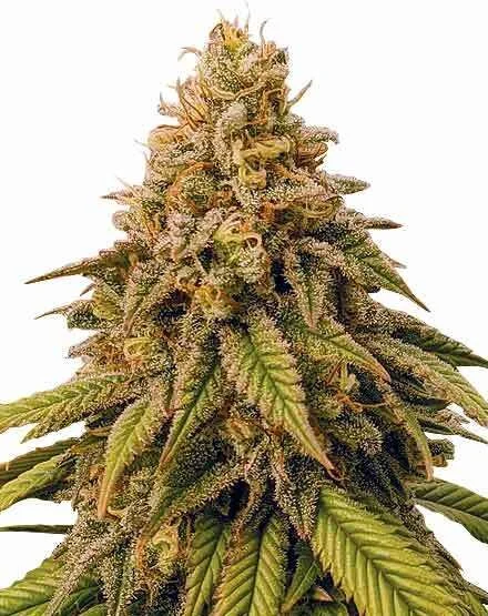Grease Monkey van MSNL Seeds
