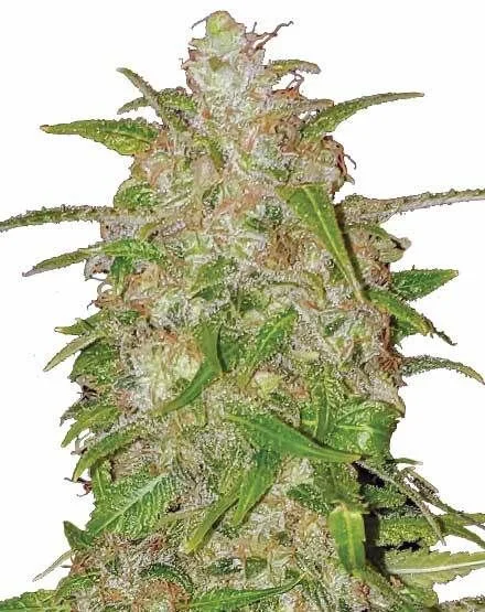 Bruce Banner van MSNL Seeds