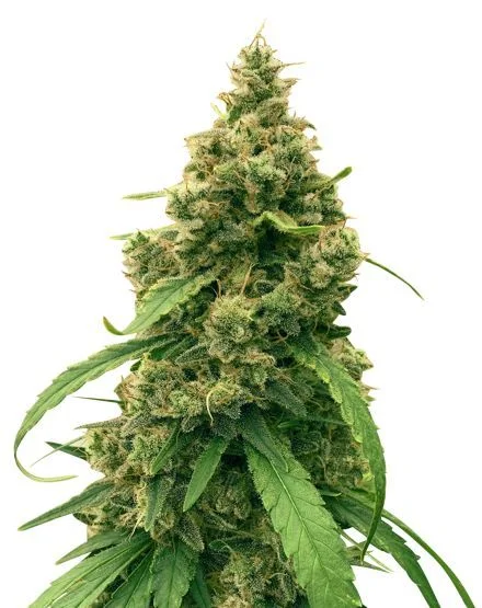 Harle-Tsu van MSNL Seeds