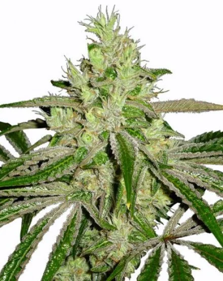 Afghan van MSNL Seeds