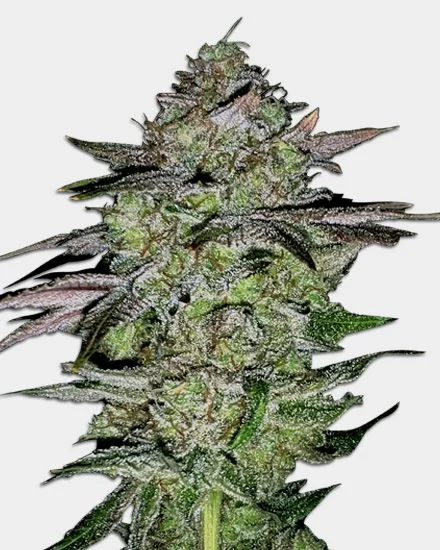 Lemon Tree van MSNL Seeds