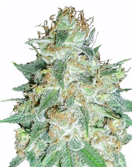 Aurora Indica van MSNL Seeds