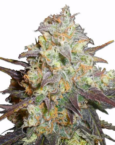 Chocolope van MSNL Seeds