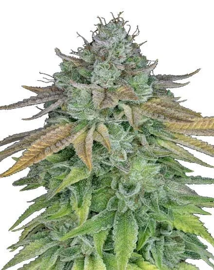 Cafe Racer van MSNL Seeds