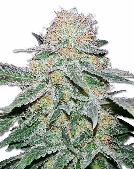 Crystal van MSNL Seeds