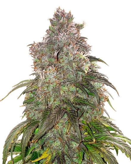Jack Herer van MSNL Seeds