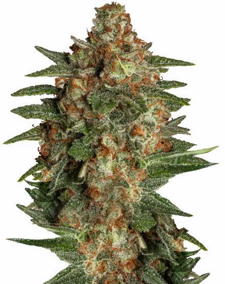Glueberry van MSNL Seeds