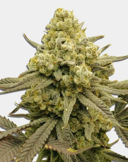 Zoap van MSNL Seeds
