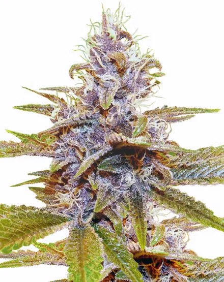 Blue Dream van MSNL Seeds