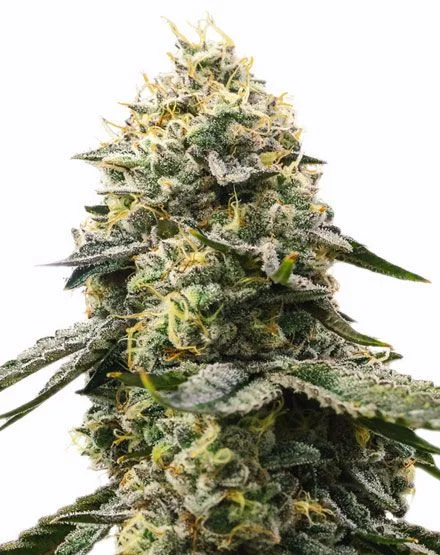 Girl Scout Cookies van MSNL Seeds