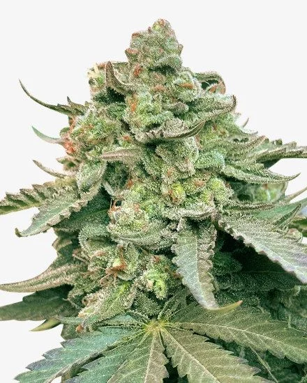 Gelonade van MSNL Seeds