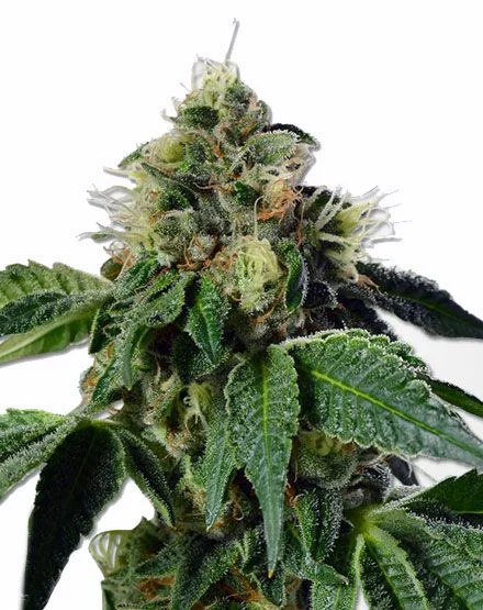 Trainwreck van MSNL Seeds
