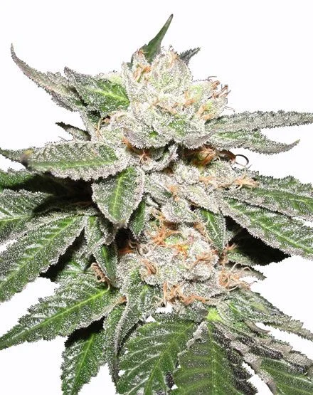 Master Kush van MSNL Seeds