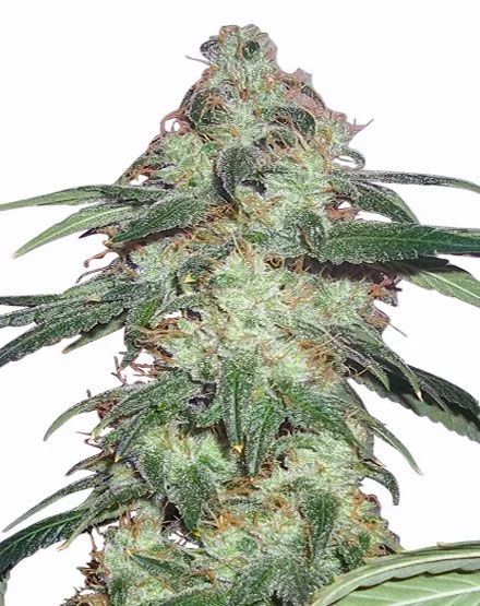 Super Silver Haze van MSNL Seeds