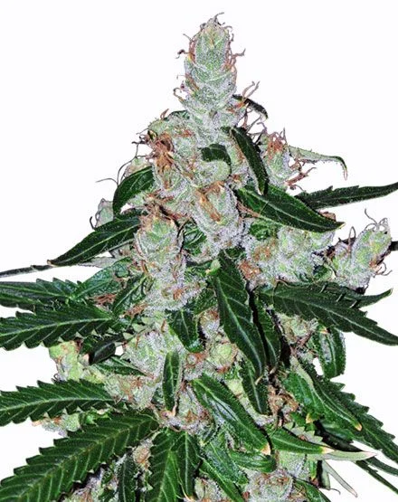 White LSD van MSNL Seeds