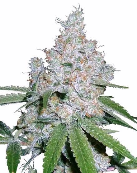 Power Plant van MSNL Seeds