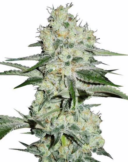The Cheese van MSNL Seeds