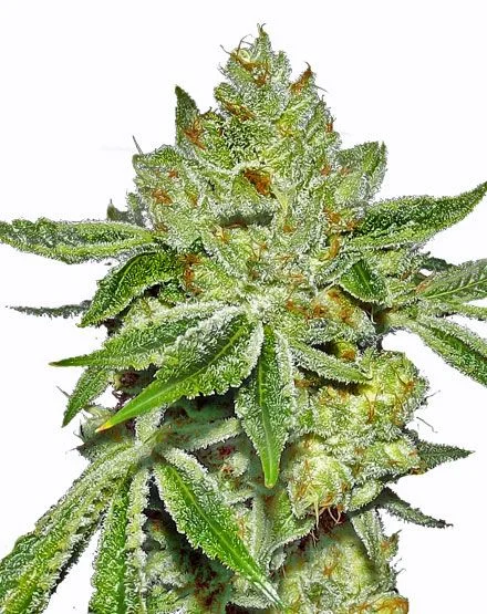 Super Lemon Diesel van MSNL Seeds