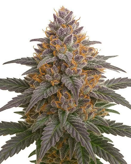 Grape Glacier van MSNL Seeds