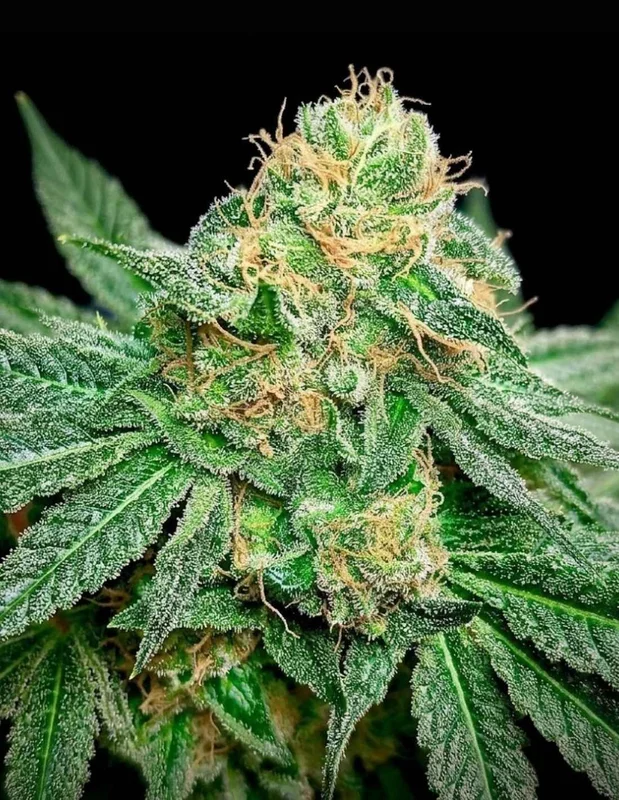 Cookies OG van Nasha Genetics