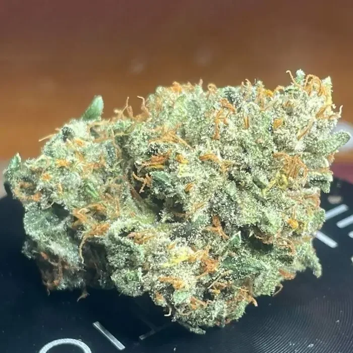 Sirius Blue van Night Owl Seeds