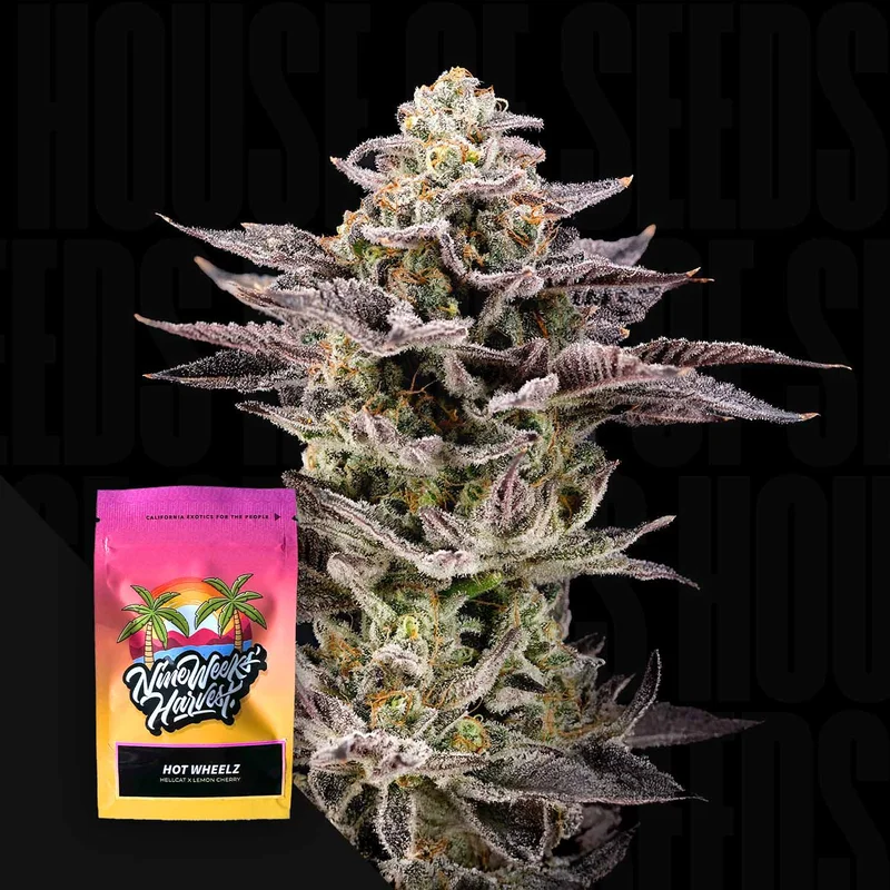 Hot Wheelz van Nine Weeks Harvest