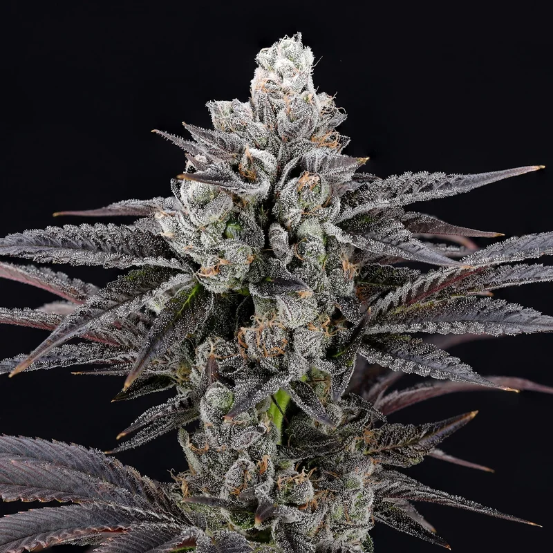 Blue Mylar van Nine Weeks Harvest