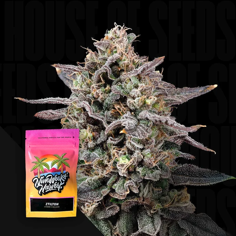 Ztilton van Nine Weeks Harvest