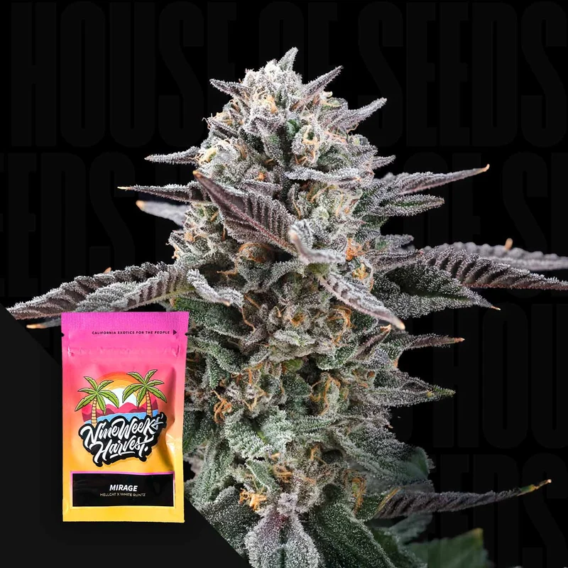Mirage van Nine Weeks Harvest