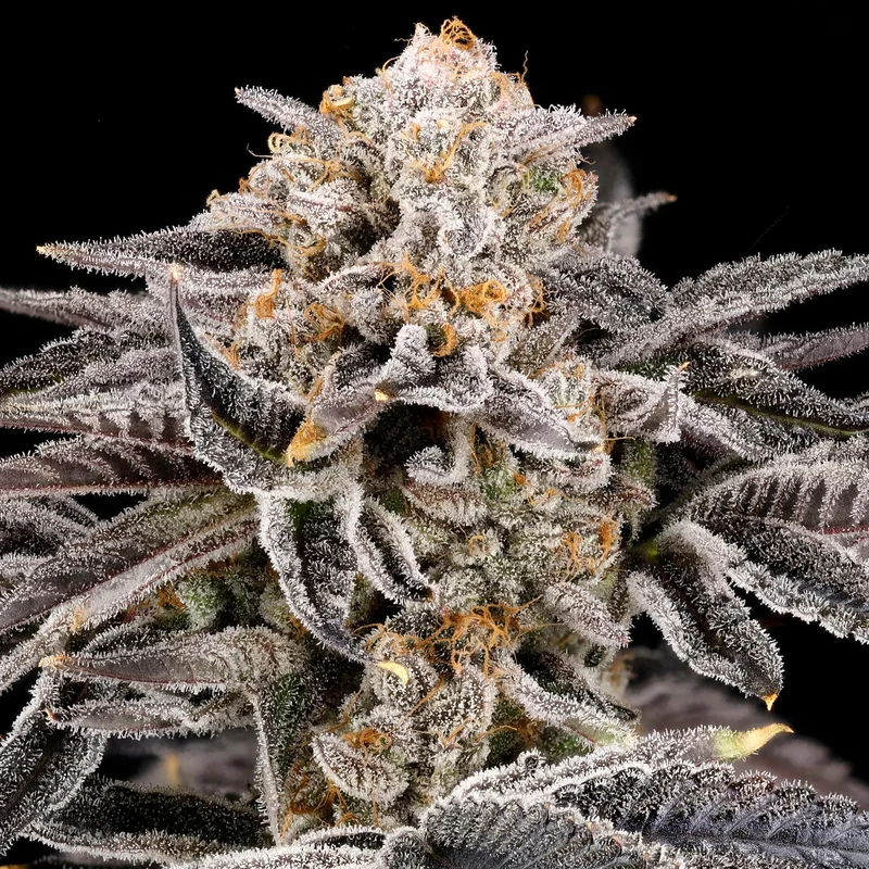 Zorroz v2 van Nine Weeks Harvest